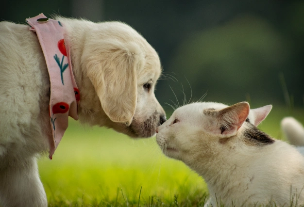 A yellow Labrador puppy wearing a pink scarf and a white cat with black markings are touching noses on a grassy area, surrounded by a blurred natural background.