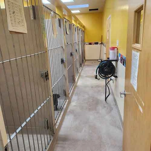 A corridor in an animal shelter featuring several kennels with metal bars. The walls are painted yellow, and there is a vacuum and pet supplies visible in the background. Natural light comes through the skylights overhead.