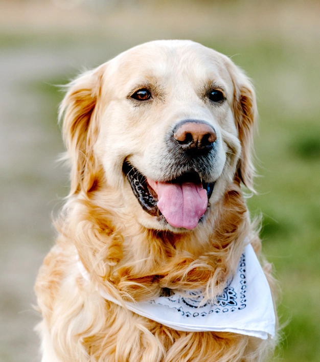 A golden retriever with a white bandana around its neck stands outdoors. The dog's fur is wavy, and its mouth is slightly open.