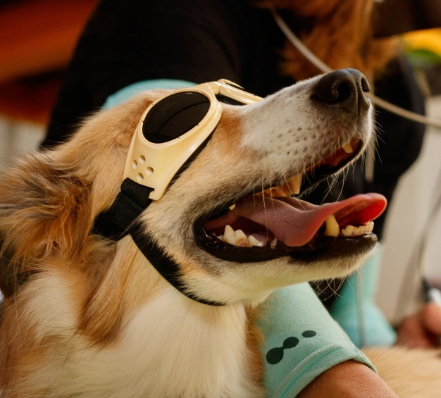 A close-up of a dog wearing stylish sunglasses with its mouth open, showing its tongue. The dog has a golden and white coat, and a person in the background is gently holding it with one hand, wearing a long-sleeve shirt.