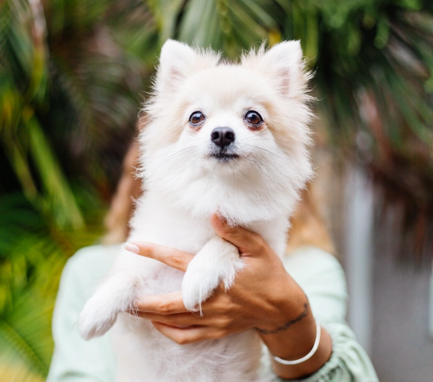 "A fluffy white Pomeranian puppy with alert eyes being held up by a person in front of green tropical foliage."