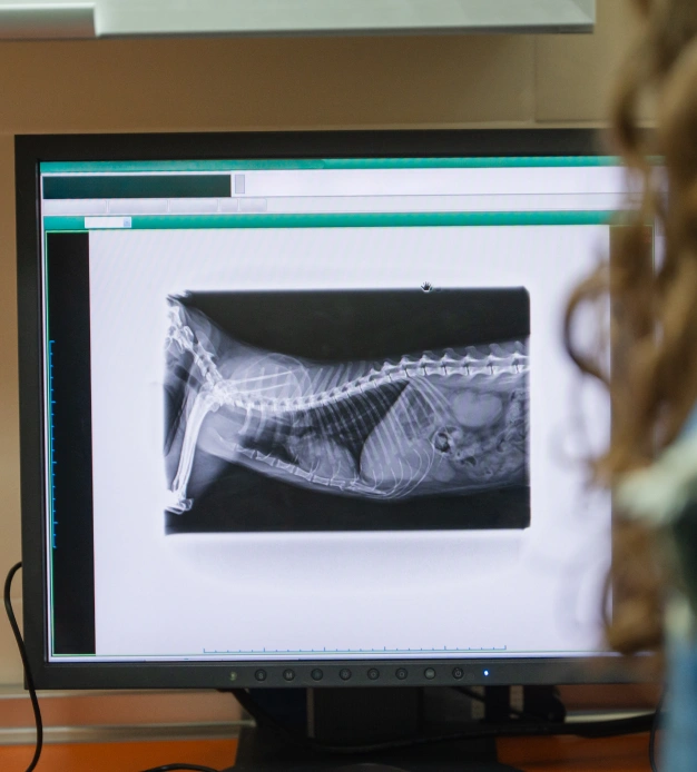 A close-up of a computer monitor displaying an X-ray image of a small animal, likely a pet, showing the skeletal structure and internal organs. A person with curly hair is partially visible on the right side of the image.
