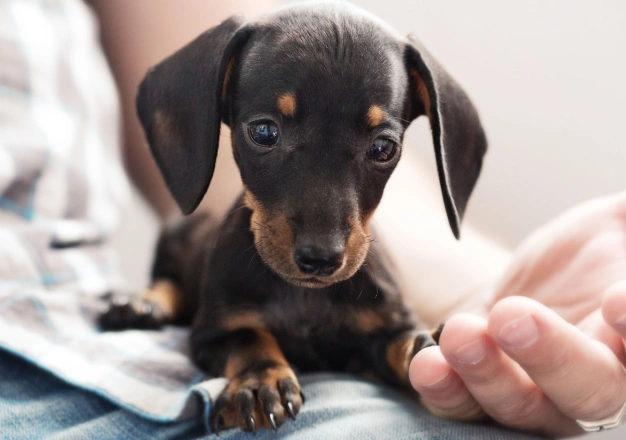 A small black and tan Dachshund puppy sitting on a person's lap, looking up with wide eyes. The person's hand is partially visible, resting near the puppy on a light-colored surface.