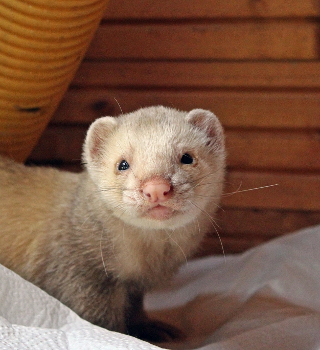 A light-colored ferret with small ears and distinct facial features stands on a white surface. The background consists of wooden planks, adding warmth to the setting.