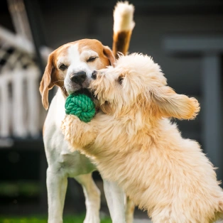 Two dogs playfully tugging on a green rope toy outdoors.