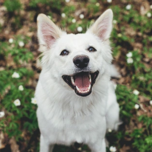 A white shepherd dog smiling with mouth open, sitting outdoors among small white flowers.