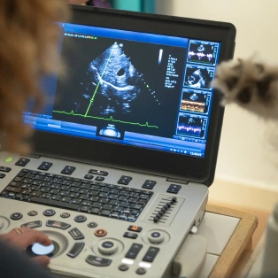 An ultrasound monitor displaying a cat's echocardiogram, with a cat visible at the edge of the frame.