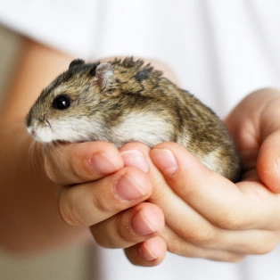 A hamster held gently in a person's cupped hands.