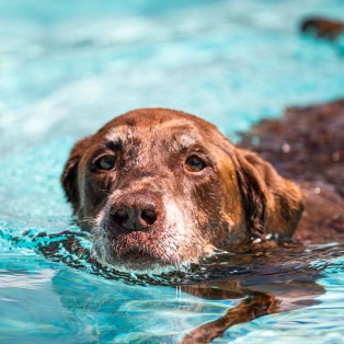 A brown dog swimming in a pool, viewed close-up at water level.