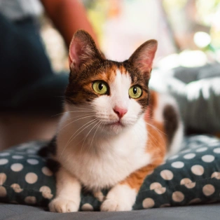 A calico cat lying on a polka-dot cushion, looking off to the side.