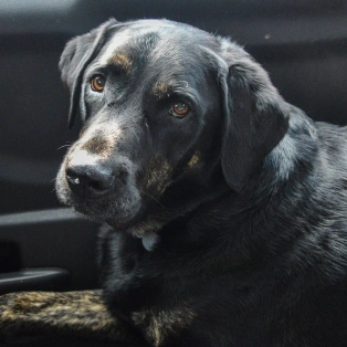 A close-up of a black Labrador's face, looking off to the side.