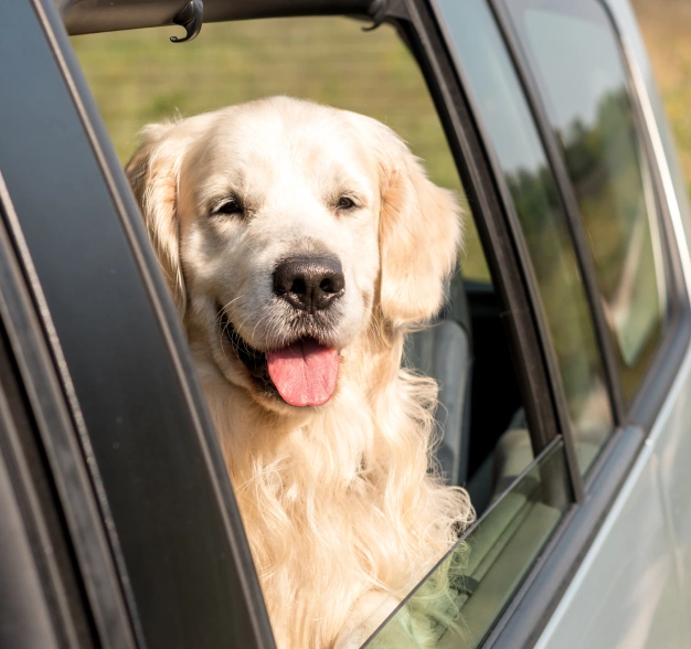 A golden retriever with a light-colored coat leans out of an open car window. The background shows greenery and a sunny setting.