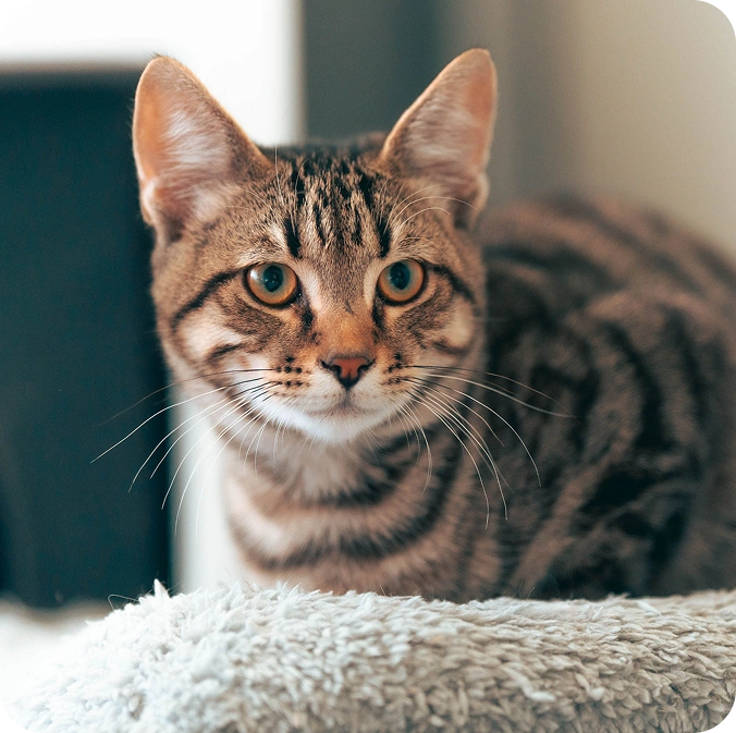 Brown tabby kitten with bright eyes resting on a soft pet bed indoors.