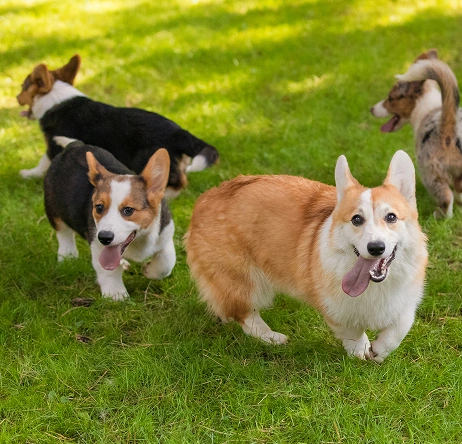 Pembroke Welsh Corgis playing together on a grassy lawn outdoors.