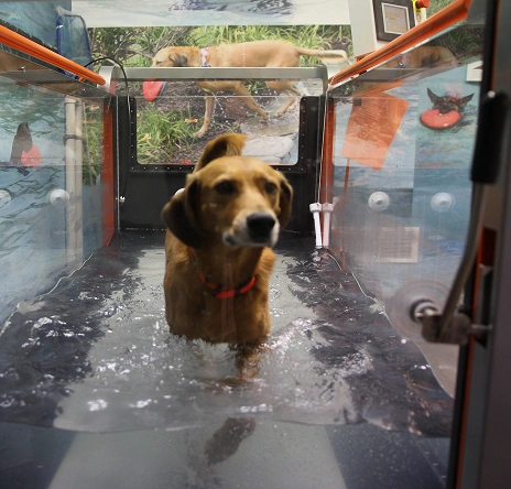 Dog walking on an underwater treadmill during hydrotherapy rehabilitation.