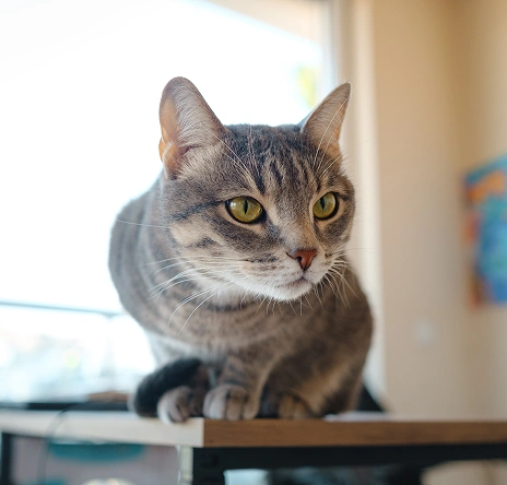 Gray tabby cat with green eyes perched on a table indoors.