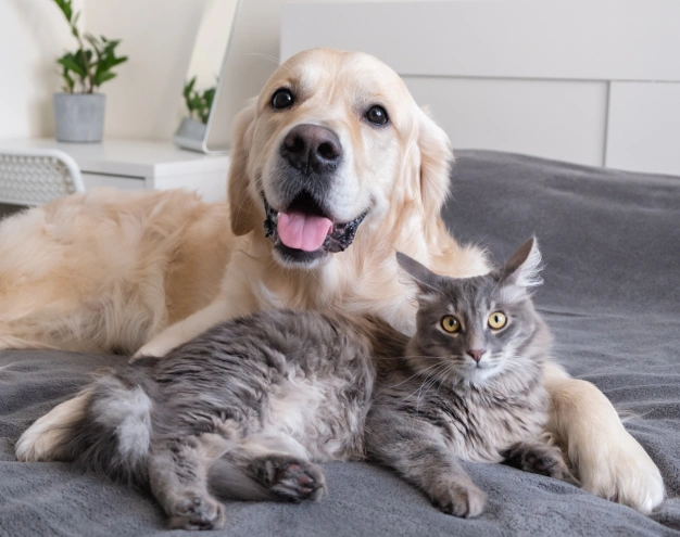 A golden retriever lies on a gray blanket next to a gray cat with green eyes. The background features potted plants and neutral-colored furniture in a bright room.