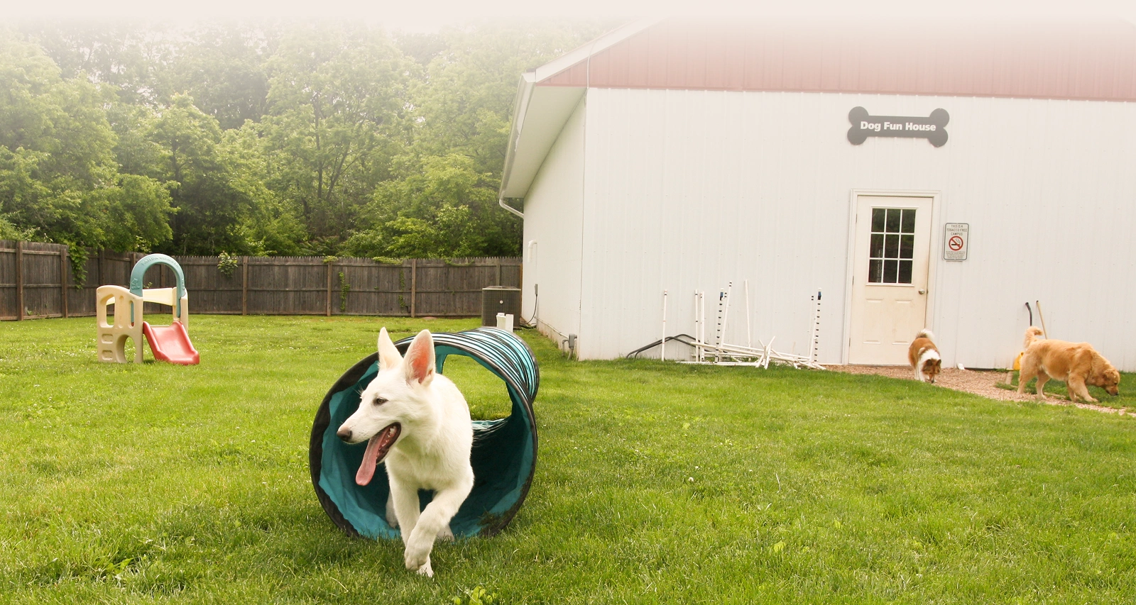 A white shepherd dog running through an agility tunnel in a grassy outdoor play yard, with other dogs and a "Dog Fun House" building in the background.