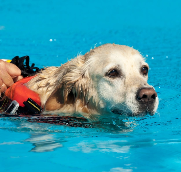 A golden retriever wearing a red life jacket is swimming in a blue pool. The dog’s head is above water, and a person’s hand can be seen holding onto the dog's harness.