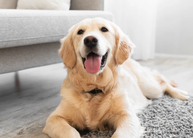 A golden retriever lying on a light gray rug in a bright room. The dog has its tongue out and is positioned in front of a gray sofa, with soft natural light coming through a window.