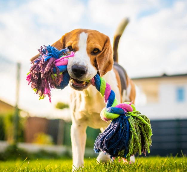 A beagle dog carrying a colorful rope toy in its mouth while walking on green grass. The background shows a blurred house and fencing under a blue sky.