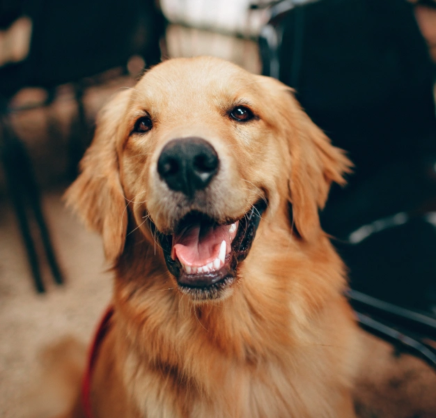 A golden retriever dog with a shiny coat is sitting and looking directly at the camera. It has an open mouth, displaying its teeth, and a collar is visible around its neck.