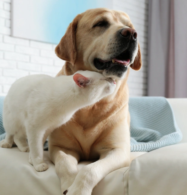 A yellow Labrador Retriever sits on a white couch next to a white cat, which is nuzzling the dog’s neck. The background features a light-colored wall with a blue abstract artwork and a soft blue blanket draped over the sofa.