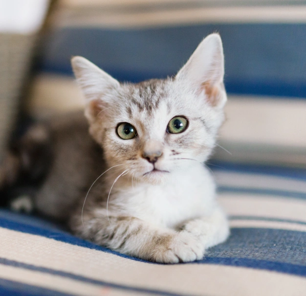 A gray tabby kitten with large green eyes lies on a blue and white striped fabric surface. The kitten has distinct markings on its face and soft fur.