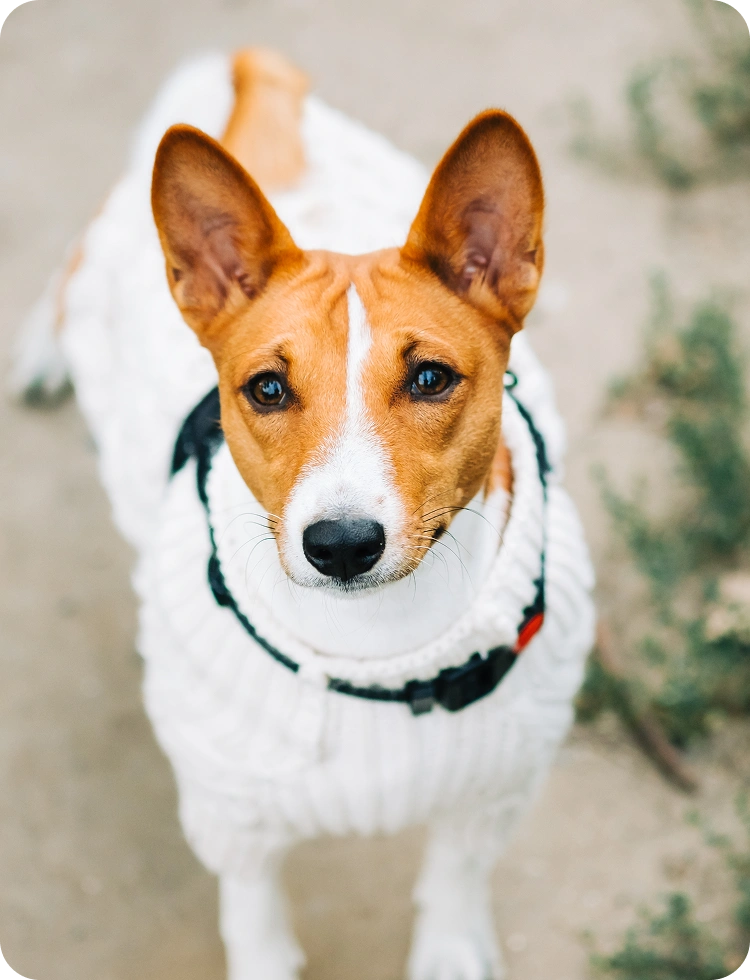 Brown and white dog wearing a white sweater and looking up at the camera outdoors.