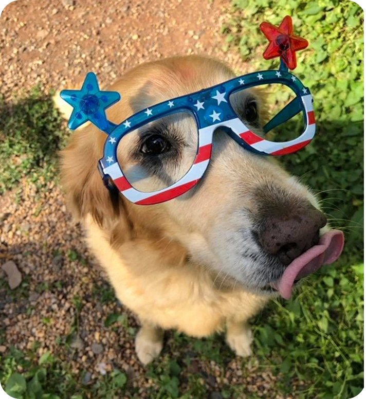 A golden retriever wearing star-spangled patriotic glasses with star decorations, licking its nose while sitting outdoors on grass and gravel.