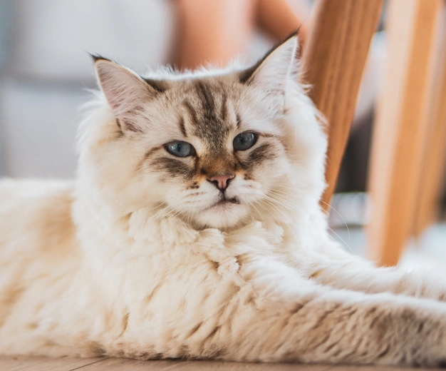 A fluffy cream-colored cat with blue eyes lies on a wooden floor, stretching its front legs forward. The background includes blurred furniture, indicating a cozy indoor setting.