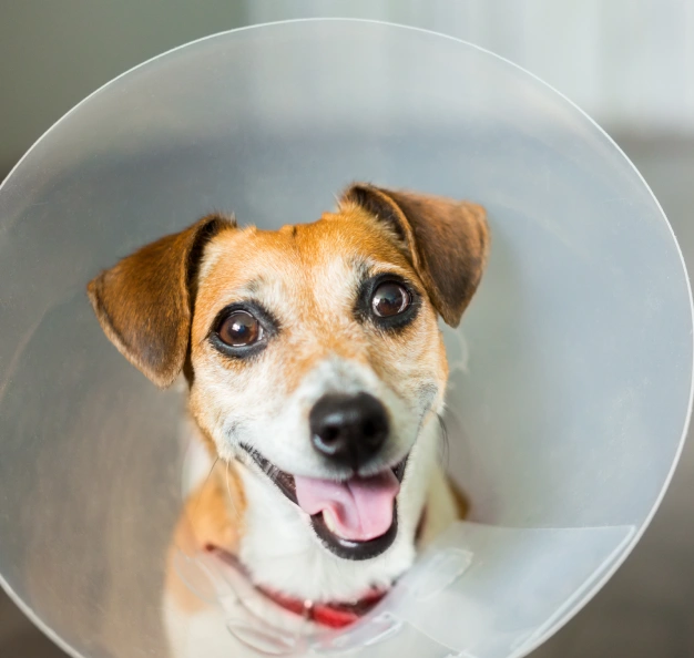 A small dog with a brown and white coat is wearing a clear Elizabethan collar. The dog is looking directly at the camera with a neutral background, which appears to be a room with soft lighting.