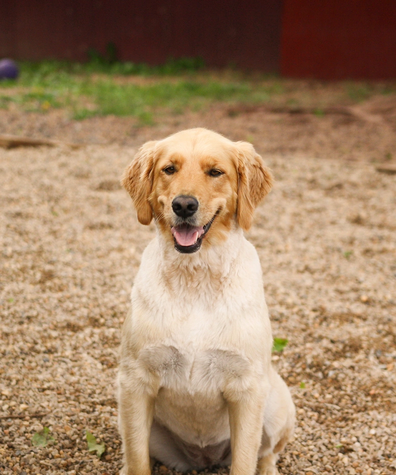 A golden retriever sitting on a gravel surface, looking at the camera with its mouth open.